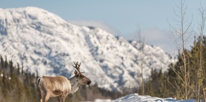 Caribou in Yukon